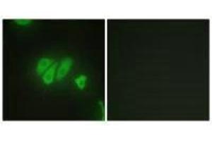 Immunofluorescence analysis of HepG2 cells, using PDZD2 antibody. (PDZD2 antibody)