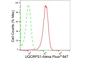 anti-Ubiquinol-Cytochrome C Reductase, Rieske Iron-Sulfur Polypeptide 1 (UQCRFS1) antibody