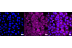 anti-Drosha, Ribonuclease Type III (DROSHA) antibody