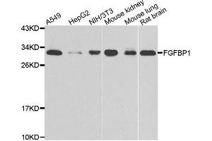 Western blot analysis of extracts of various cell lines, using FGFBP1 antibody. (FGFBP1 antibody)