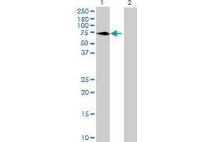 Western Blot analysis of MPP3 expression in transfected 293T cell line by MPP3 MaxPab polyclonal antibody. (MPP3 antibody  (AA 1-585))