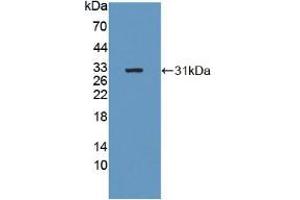 Figure. (B4GALNT2 antibody  (AA 324-566))