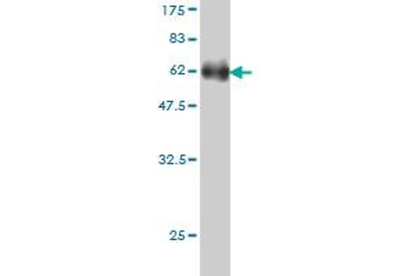 DEF6 antibody  (AA 1-336)