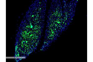 Immunohistochemistry analysis using Mouse Anti-Thyroid Hormone Receptor Monoclonal Antibody, Clone H43 (ABIN6952047). (THRA antibody  (Atto 594))