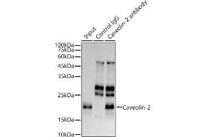 Immunoprecipitation (IP) image for anti-Caveolin 2 (CAV2) antibody (ABIN7266155)