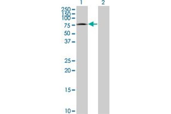 MED26 antibody  (AA 501-600)