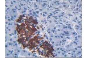 IHC-P analysis of Human Pancreas Tissue, with DAB staining. (CCL2 antibody  (AA 24-99))