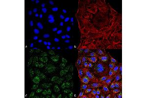 Immunocytochemistry/Immunofluorescence analysis using Mouse Anti-ERp57 Monoclonal Antibody, Clone 4F9 . (PDIA3 antibody  (AA 25-505) (Biotin))