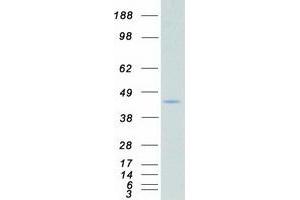 Validation with Western Blot (CSNK2A2 Protein (Myc-DYKDDDDK Tag))