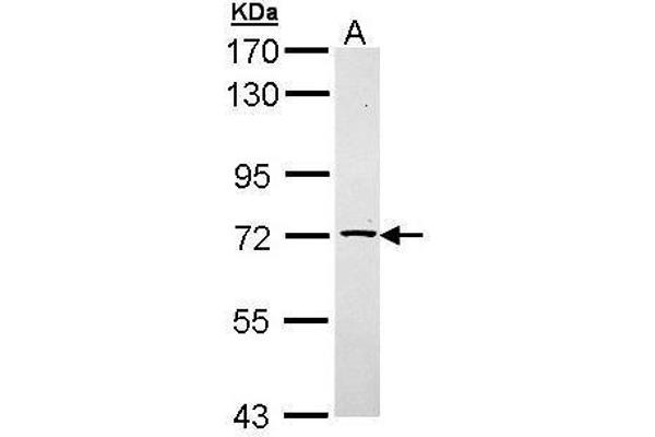 TXNDC3/NME8 antibody  (Center)