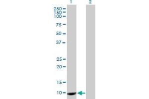 Western Blot analysis of PROK1 expression in transfected 293T cell line by PROK1 MaxPab polyclonal antibody. (Prokineticin 1 antibody  (AA 1-105))