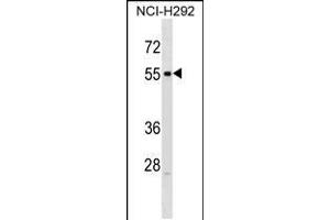 Western blot analysis in NCI-H292 cell line lysates (35ug/lane). (Relaxin 3 Receptor 1 antibody  (C-Term))