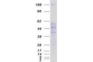 Western Blotting (WB) image for Sialic Acid Binding Ig-Like Lectin 9 (SIGLEC9) protein (Myc-DYKDDDDK Tag) (ABIN2713657)