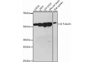 Western blot analysis of extracts of various cell lines, using β-Tubulin Rabbit mAb (ABIN7271043) at 1:1000 dilution. (TUBB antibody)