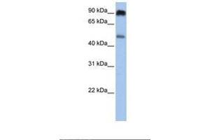 Image no. 1 for anti-Solute Carrier Family 45, Member 2 (SLC45A2) (AA 326-375) antibody (ABIN6738094) (SLC45A2 antibody  (AA 326-375))