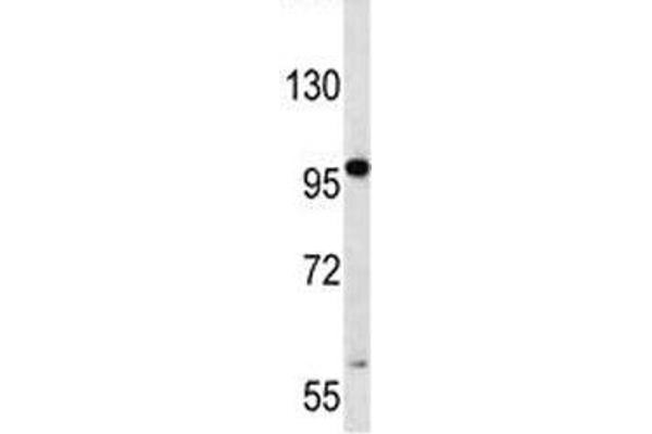 RNF43 antibody  (AA 543-572)