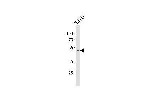 Western blot analysis of lysate from T47D cell line, using HOXA10 Antibody (Center) (ABIN654234 and ABIN2844067).