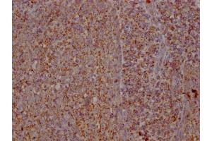 IHC image of ABIN7166043 diluted at 1:100 and staining in paraffin-embedded human tonsil tissue performed on a Leica BondTM system. (S1A12 (AA 2-91) antibody)