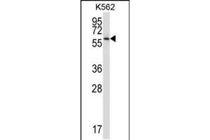 Western blot analysis in K562 cell line lysates (35ug/lane). (NPFFR1 antibody  (C-Term))