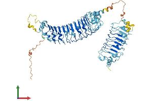 AlphaFold protein structure predicition of Mouse Recombinant Lrrc40 Protein, UniprotID Q9CRC8