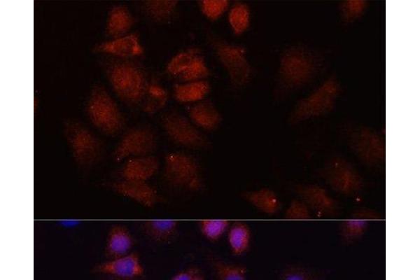 HRNR antibody