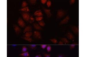 Immunofluorescence analysis of HeLa cells using HRNR Polyclonal Antibody at dilution of 1:100 (40x lens). (HRNR antibody)