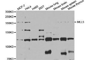 Western Blotting (WB) image for anti-Myeloid/lymphoid Or Mixed-Lineage Leukemia 5 (Trithorax Homolog) (MLL5) antibody (ABIN1877128) (MLL5/KMT2E antibody)