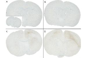 C57/BL6 mice were injected with sonicated recombinant mouse alpha synuclein monomers or fibrils at 8 weeks of age. (SNCA antibody  (pSer129))