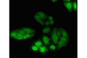 Immunofluorescent analysis of HepG2 cells using ABIN7150247 at dilution of 1:100 and Alexa Fluor 488-congugated AffiniPure Goat Anti-Rabbit IgG(H+L) (POLH antibody  (AA 408-609))