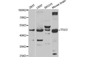 Western blot analysis of extracts of various cell lines, using TDO2 antibody (ABIN5974096) at 1/1000 dilution. (TDO2 antibody)