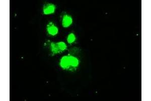 Anti-SSB mouse monoclonal antibody (ABIN2452278) immunofluorescent staining of COS7 cells transiently transfected by pCMV6-ENTRY SSB (RC205013). (SSB antibody)