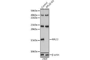 Western blot analysis of extracts from normal (control) and RPL22 knockout (KO) 293T cells, using RPL22 antibody (ABIN6128682, ABIN6147119, ABIN6147120 and ABIN6224925) at 1:3000 dilution. (RPL22 antibody  (AA 1-122))