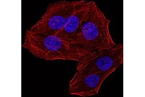 Immunofluorescence analysis of Hela cells using RBBP7 mouse mAb.