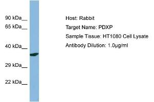 Host: Rabbit Target Name: PDXP Sample Type: HT1080 Whole Cell lysates Antibody Dilution: 1. (PDXP antibody  (N-Term))