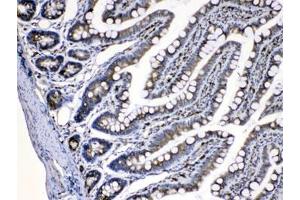 IHC testing of FFPE rat intestine tissue with CASP8 antibody at 1ug/ml. (Caspase 8 antibody  (AA 410-449))
