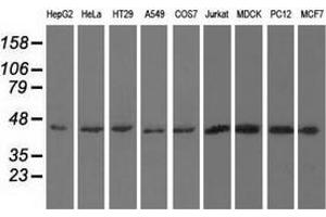 Western blot analysis of extracts (35 µg) from 9 different cell lines by using anti-UHMK1 monoclonal antibody. (UHMK1 antibody)