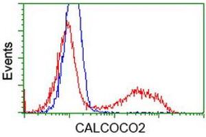 HEK293T cells transfected with either RC203843 overexpress plasmid (Red) or empty vector control plasmid (Blue) were immunostained by anti-CALCOCO2 antibody (ABIN2453988), and then analyzed by flow cytometry. (CALCOCO2 antibody)