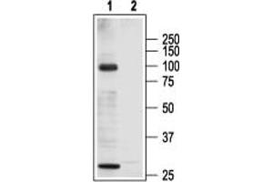 Western blot analysis of rat heart membranes: - 1. (TRPC3 antibody  (C-Term, Intracellular))
