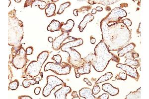 Formalin-fixed, paraffin-embedded human placenta stained with PLAP Mouse Monoclonal Antibody (GM022). (PLAP antibody)
