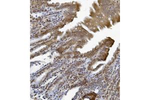 IHC analysis of ETF/TEAD2 using anti-ETF/TEAD2 antibody (ABIN7599879).
