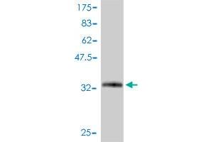 Western Blot detection against Immunogen (34. (SNRPG antibody  (AA 1-76))