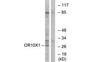 Western blot analysis of extracts from COLO cells, using OR10X1 Antibody.