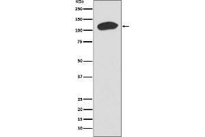 Western blot analysis of KAP1 expression in HeLa cell lysate.