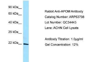 Western Blotting (WB) image for anti-Apolipoprotein M (APOM) (C-Term) antibody (ABIN2789630)
