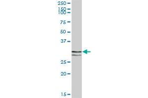 STX11 MaxPab polyclonal antibody. (Syntaxin 11 antibody  (AA 1-287))