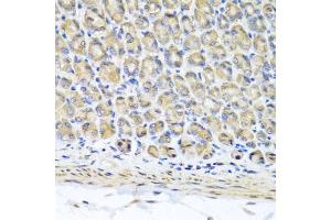 Immunohistochemistry of paraffin-embedded mouse stomach using STK3 antibody. (STK3 antibody)