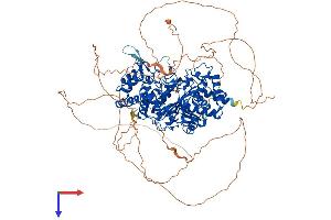 PARG Protein (PARG) (AA 1-969) (His tag)