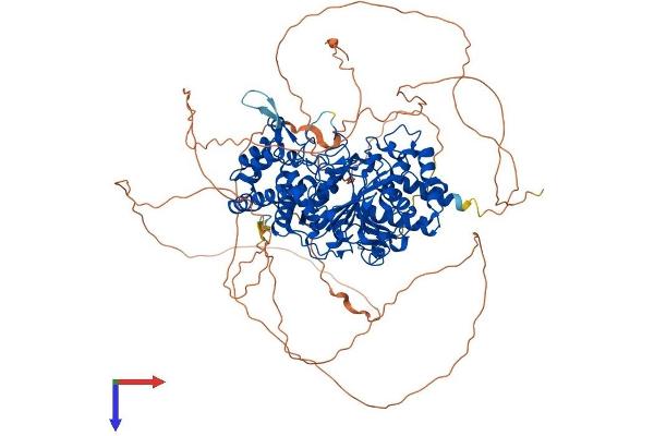 PARG Protein (PARG) (AA 1-969) (His tag)