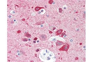 Anti-CCDC60 antibody IHC staining of human brain, cortex. (CCDC60 antibody  (AA 470-519))