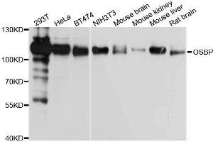 Western blot analysis of extracts of various cell lines, using OSBP antibody. (OSBP antibody  (AA 508-807))